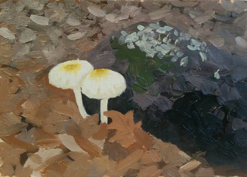 Death cap mushrooms