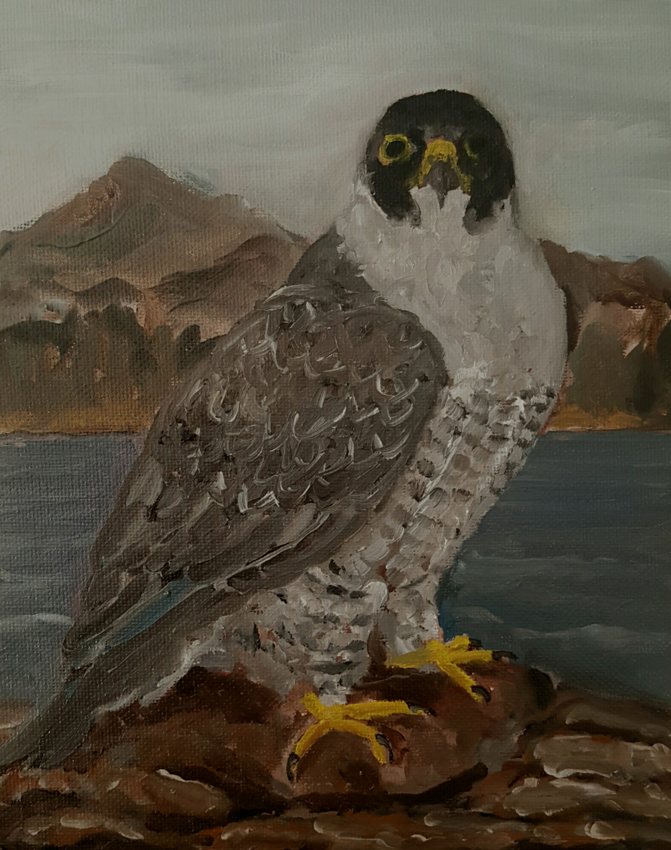Fat falcon